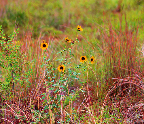 flowers field grass kansas prairie sedgwickcountypark