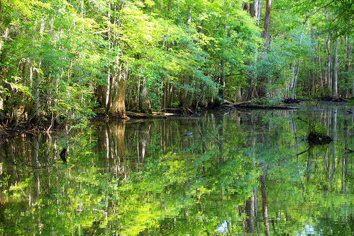 trees lake reflection nature water creek forest river francis pond photographer southcarolina swamp beidler sethberryphotography