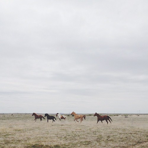 More of these Delta horses #UntamedAmericas