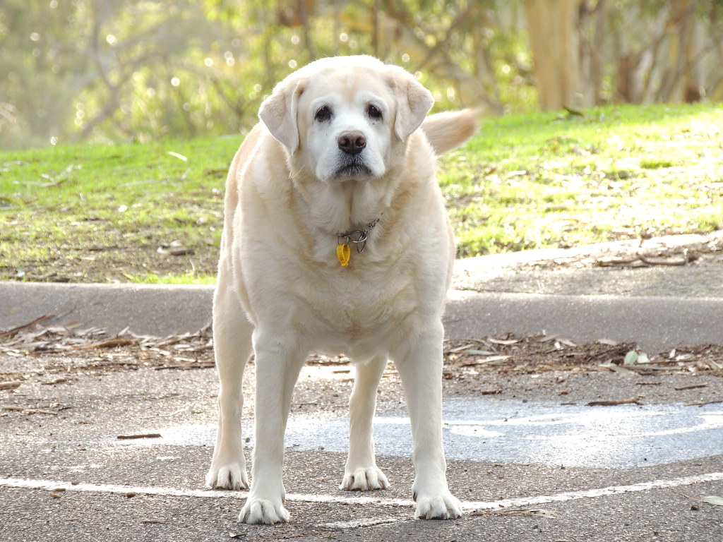 fat-dog1 - geriatic doggie