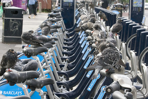 Bikes and Pigeons in a tow