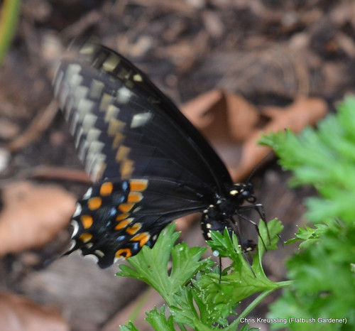 Papilio polyxenes, Eastern Black Swallowtail, ovipositing on Petroselinum hortense (P. crispum), Parsley