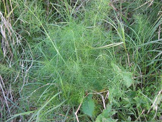 fennel (Foeniculum vulgare)