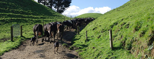 cows farms dairycows ruralfarms ruralnz dairyherds