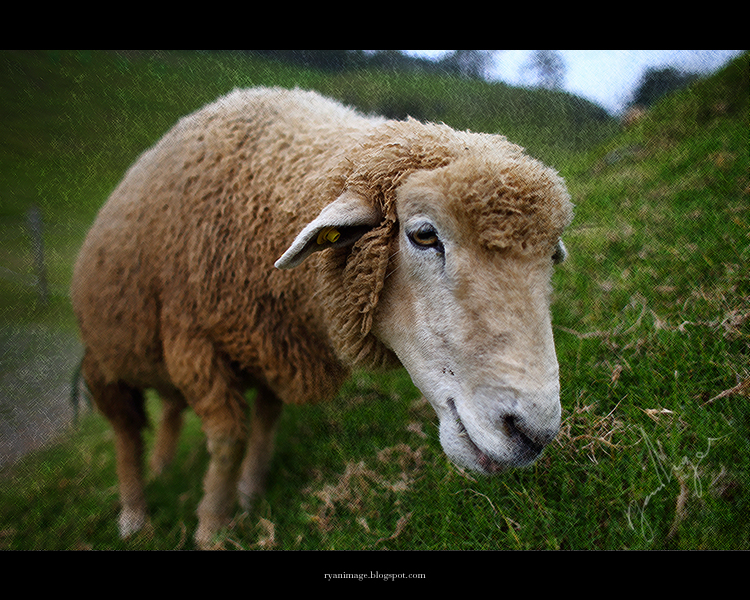 Sheep (3)