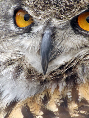 bird nature eyes beak raptor owl birdsofprey birdofprey greathornedowl feahers