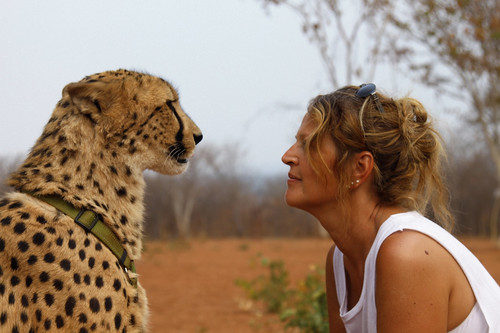 africa 2 laura animals wildlife explore volunteering cheetah zambia bestportraitsaoi elitegalleryaoi mukunibig5