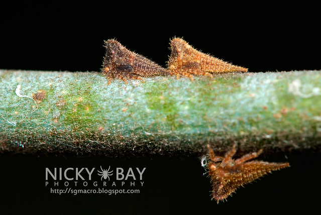Thorn-Mimic Treehoppers (Membracidae) - DSC_6681
