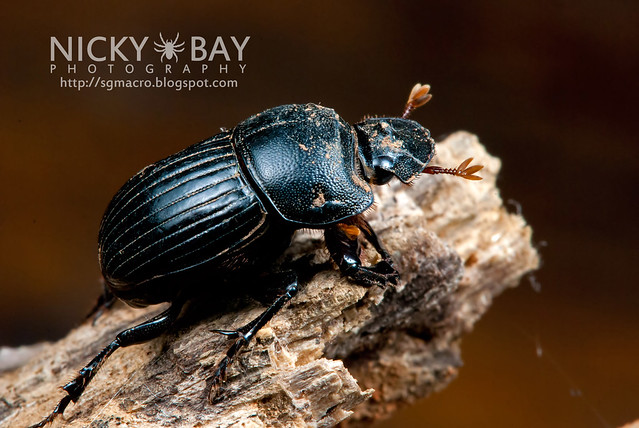 Dung Beetle (Scarabaeoidea) - DSC_6425