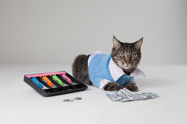 Max the Accountant Cat
