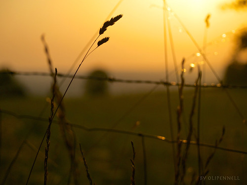 sunset fence sonnenuntergang zaun grashalm