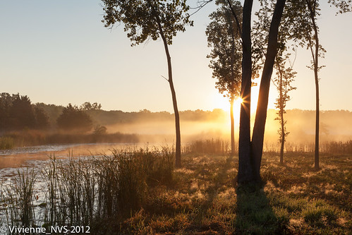 mist fog sunrise illinois pond preserves lakecounty foggyscenes halfdayforestpreserve lcfpd halfdaypond