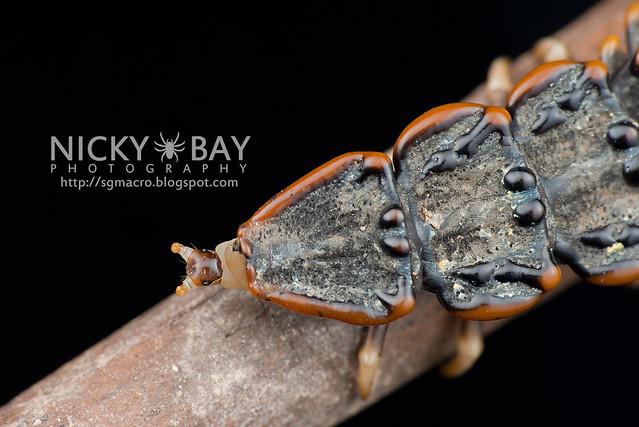 Trilobite Beetle (Platerodrilus sp.) - DSC_2022