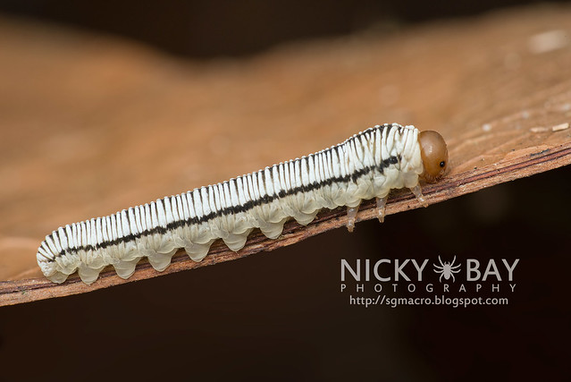 Sawfly larva (Symphyta) - DSC_5838