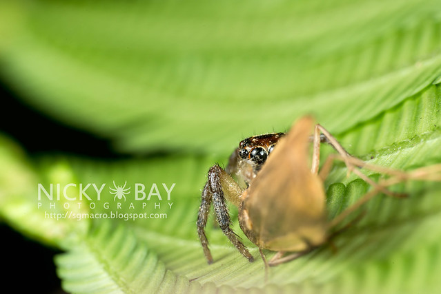 Jumping Spider (Salticidae) - DSC_9560