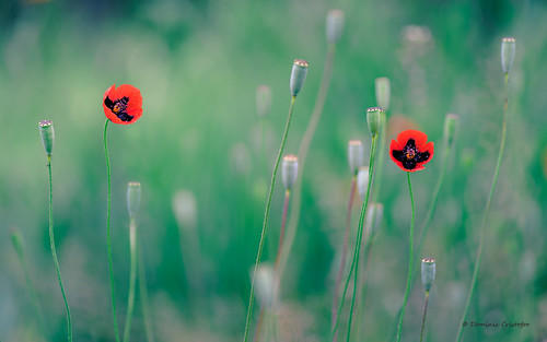 flowers red plant macro green closeup spring nikon noflash nikkor 150mm splittoning 105mmf28gvrmicro kenko14x d700