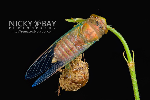 Cicada (Cicadidae) - DSC_7337
