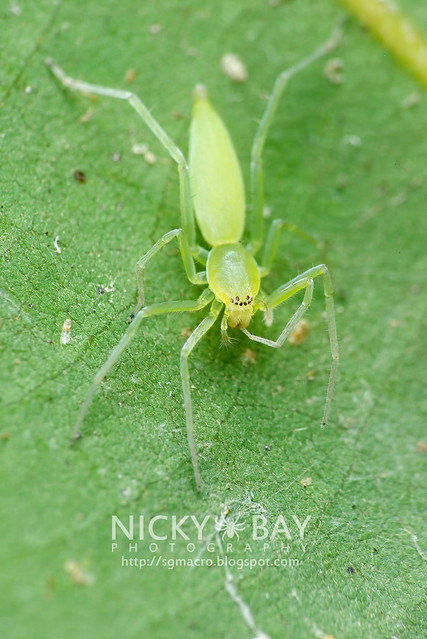 Sac Spider (Clubionidae) - DSC_6498