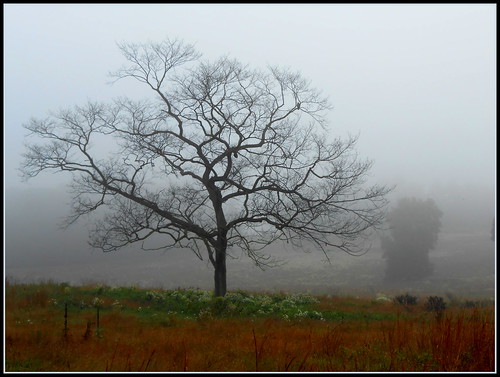 tree field fog landscape pennsylvania explore valleyforge 1012sh11