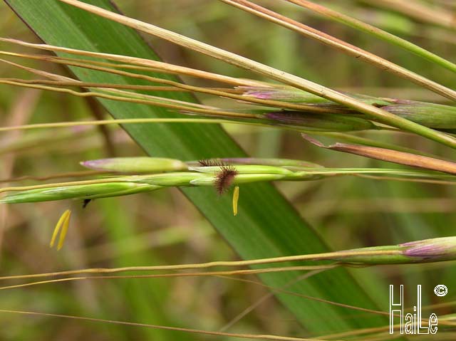 Poaceae - part 3 : Họ Hòa thảo, họ phụ Panicoideae từ A-G
