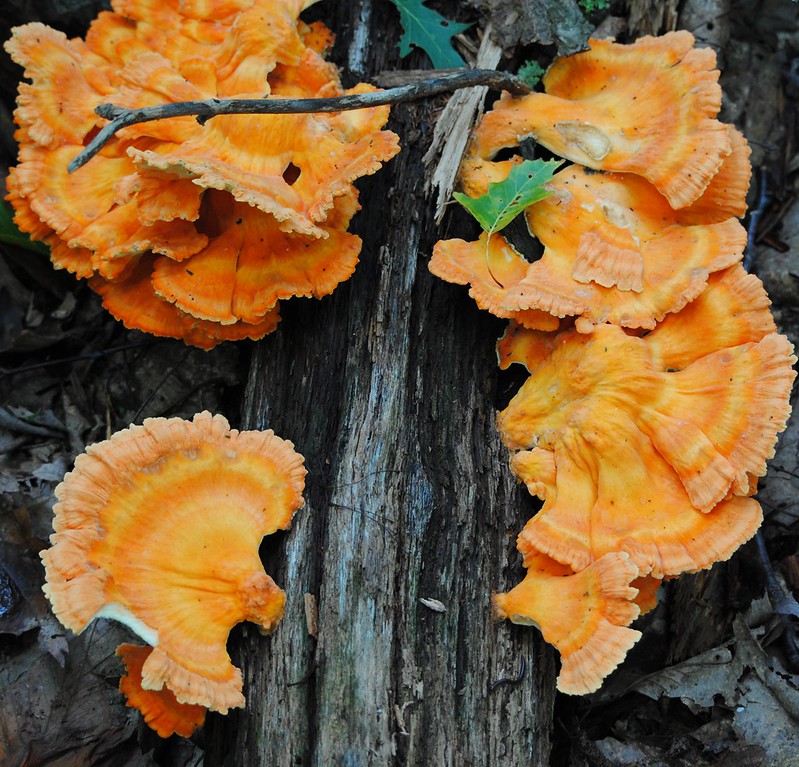Chicken mushroom,Трутовик серно-жёлтый, Laetiporus sulphureus)