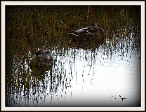 water grass ducks waterfowl hiding beresford travelpilgrems