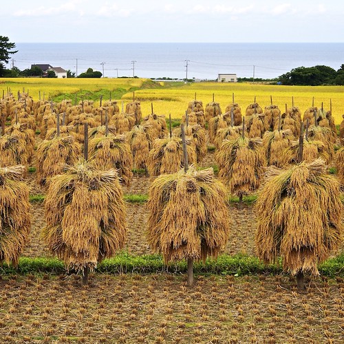 sea japan square rice harvest olympus crop squareformat aomori ricefield omd seaofjapan em5 goodcrop