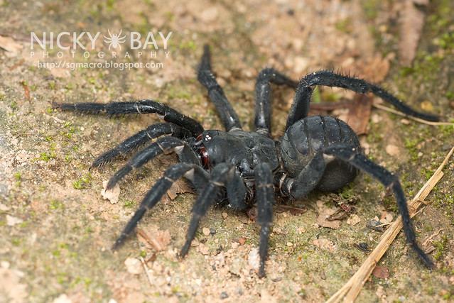 Black Armoured Trapdoor Spider (Liphistius malayanus) - DSC_6211