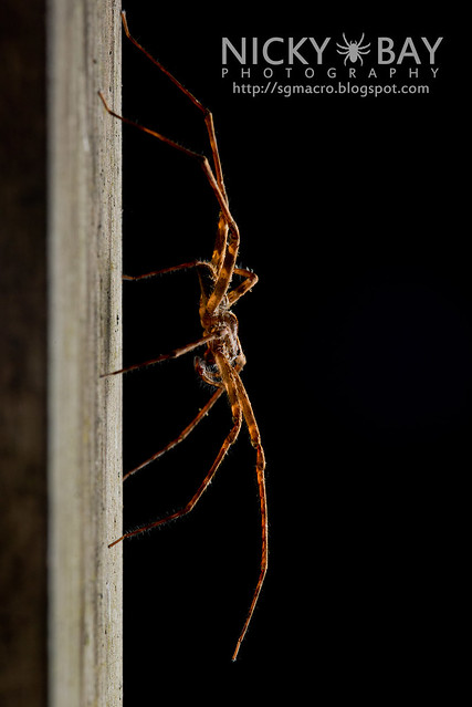 Nursery Web Spider (Pisauridae) - DSC_8631