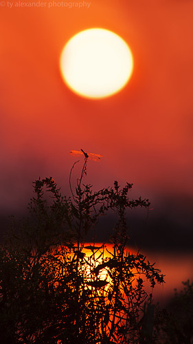 sunset canon louisiana dragonfly bayou sigma2xteleconverter 5dmarkii gusteisland tyalexanderphotography sigma70200mmf28apoexdgoshsm