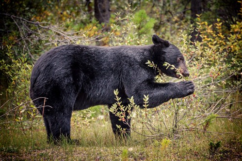 canon 6d bush cans2s dinner berries parkscanada national park ab wildlife bear alberta jasper canada ca