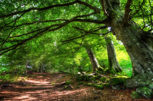 trees green forest scotland alley nikon tay hdr d800 lochtay acharn nikkor1424mmf28 nikoncom