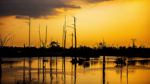 sunset canon louisiana bayou wetland madisonville 5dmarkii gusteisland sigma70200mmf28exdgapooshsm tyalexanderphotography