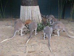 Tampa - Busch Gardens - Walkabout Way - Kangaroo Feeding Time