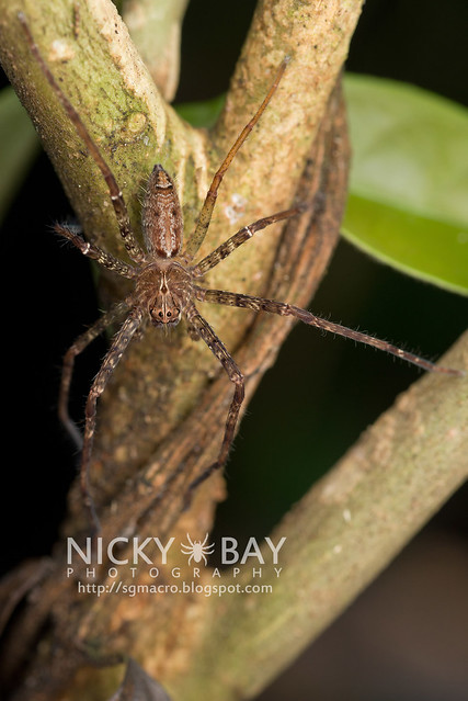 Nursery Web Spider (Pisauridae) - DSC_4344