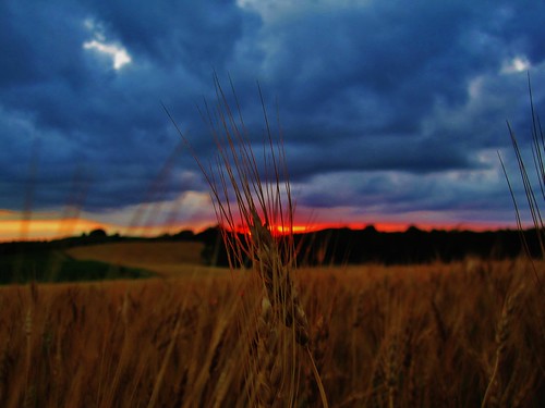 sunset minnesota clouds focus wheat