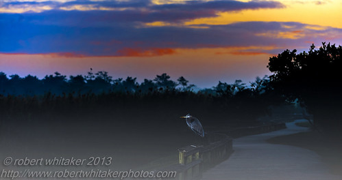 birds wildlife sunsetssunrise herongreatblue wildlifebirdsevergladesnationalpark