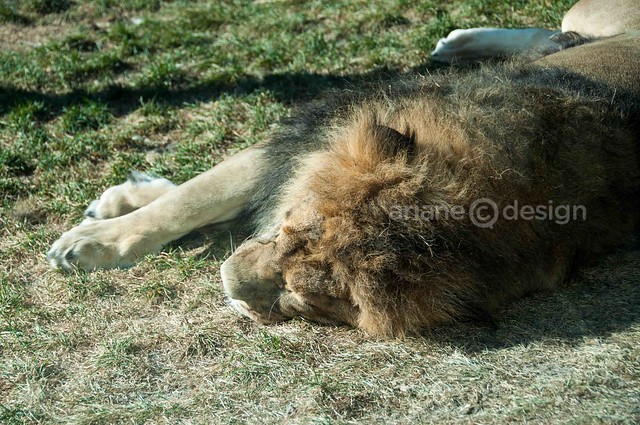 Saskatoon Forestry Farm and Zoo/sleepy lion