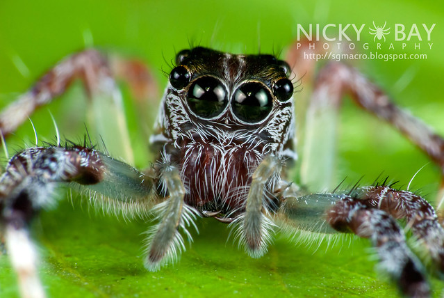 Jumping Spider (Salticidae) - i02901