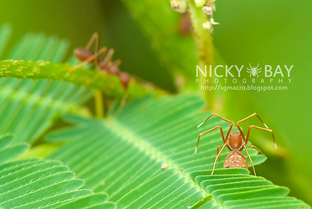 Ant-mimic Crab Spider (Amyciaea lineatipes) - DSC_2568