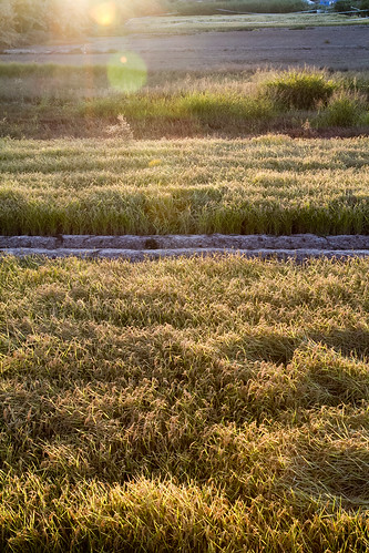 calasparra murcia españa arroz coto arrocero amanecer río segura spain rice sunrise dusk siega harvest cosecha octubre october
