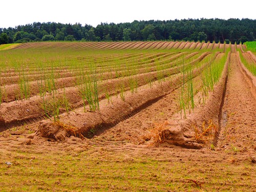 dargow schleswigholstein deutschland spargelfeld asparagusfield getreide getreidefeld cereals field fields felder