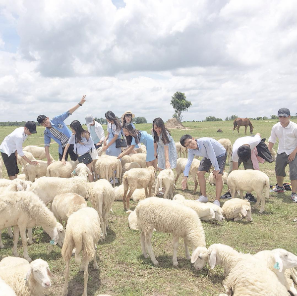Chụp ảnh cưới Đồng cừu Ninh Thuận