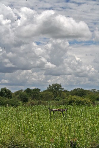 africa sky plant nature clouds vegetable maize angola