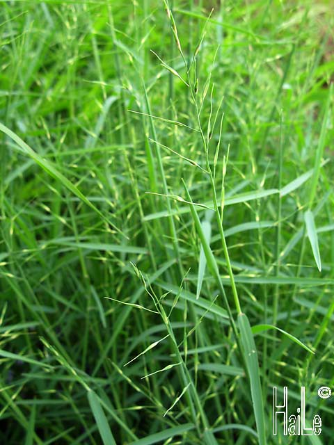 Poaceae - part 4 : Họ Hòa thảo, họ phụ Panicoideae từ H-P