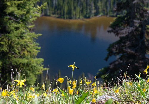 water montana wildflowers pacificnorthwesttrail northwestmontana kootenainationalforest boulderlakes