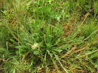 buckshorn plantain (Plantago coronopus)