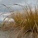 Pingao Grass. Photo by Craig Mckenzie (Flickr)