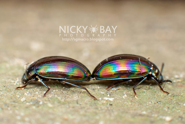 Mating Darkling Beetles (Tenebrionidae) - DSC_7119