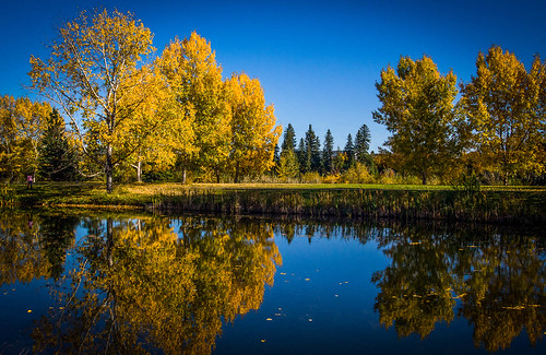 autumn trees reflection fall yellow golden reddeer bowerponds 365project